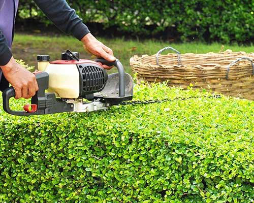 Hedge & Shrub Trimming Service